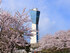 三崎公園の桜